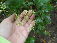 Heptapleurum ellipticum