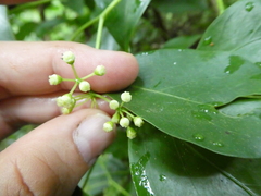 Heptapleurum ellipticum