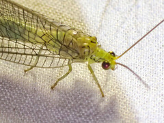 Calochrysa extranea