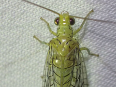 Calochrysa extranea