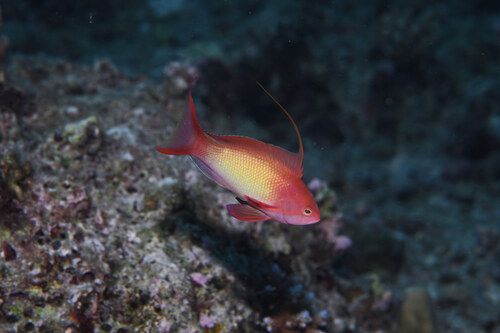 Pseudanthias squamipinnis