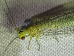 Calochrysa extranea