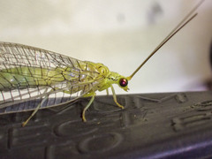 Calochrysa extranea