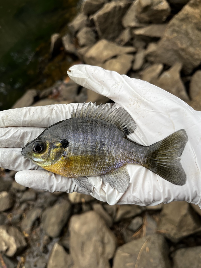 Blauwkieuwzonnebaars (Lepomis macrochirus) — Centrarchidae