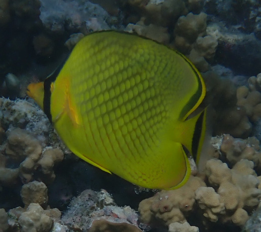 Lattice butterflyfish (Chaetodon rafflesii) — Chaetodontidae