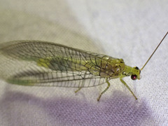 Calochrysa extranea
