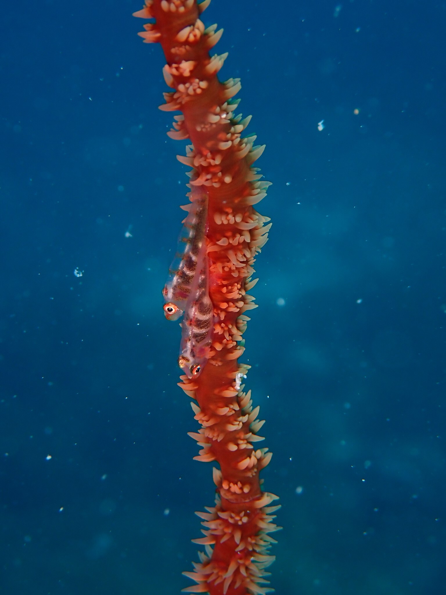 Loki Whip-Goby photo 6