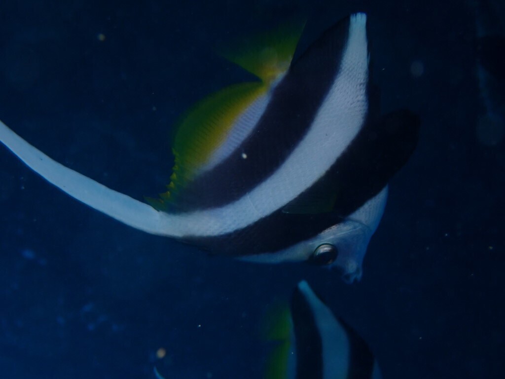 Angelfish pennant (Heniochus acuminatus) — Chaetodontidae