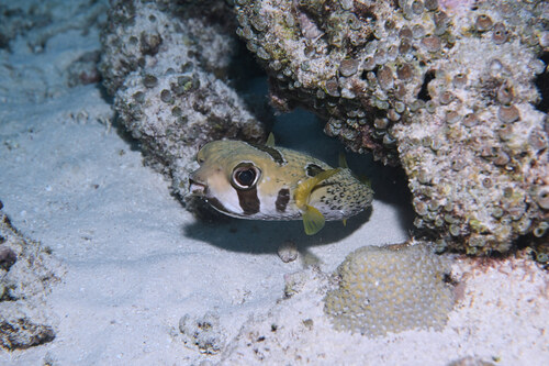 Diodon liturosus