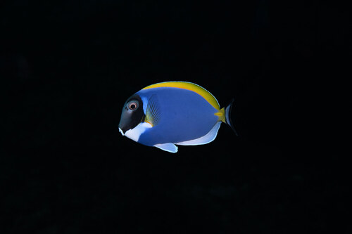 Acanthurus leucosternon