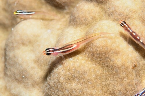 Miki's pygmy goby (Eviota mikiae) — Gobiidae — 3