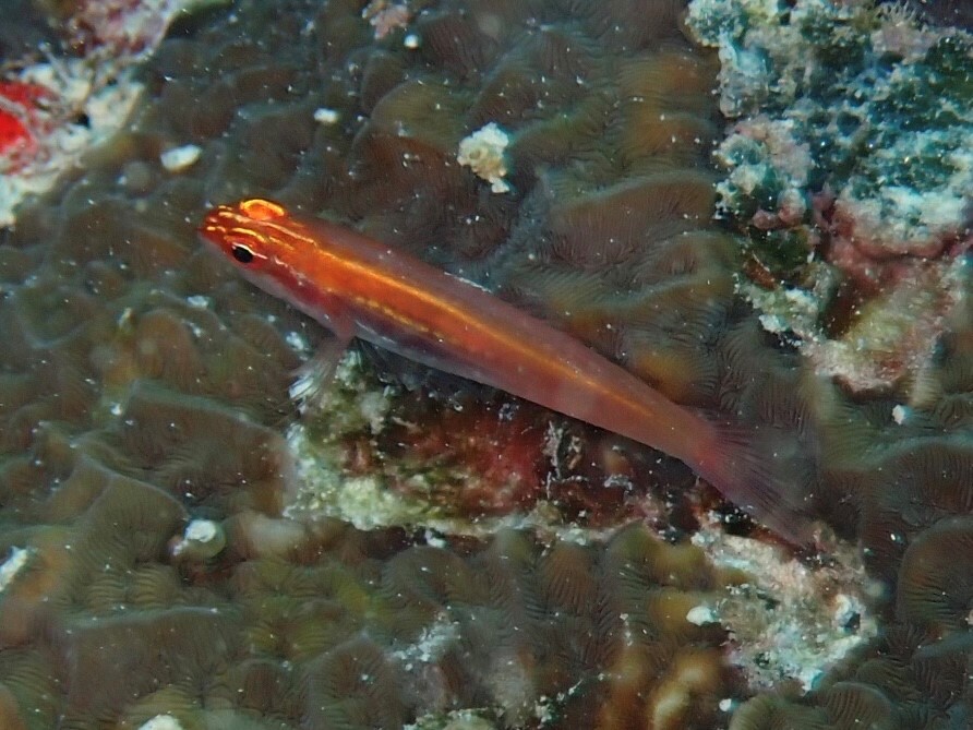 Amami Pygmy Goby