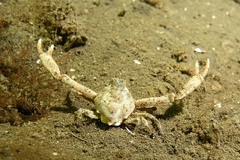 Ebalia intermedia