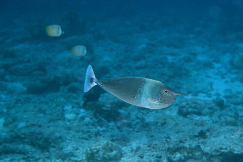 Naso brevirostris