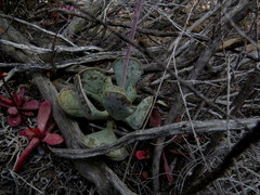 Adromischus triflorus