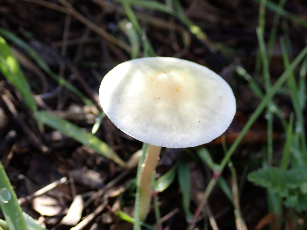 Leratiomyces percevalii · January 2026 · photo: © harrier (iNaturalist, cc-by)