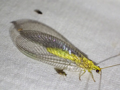 Calochrysa extranea