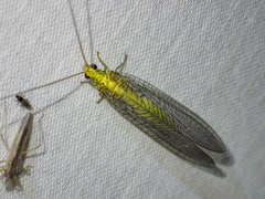 Calochrysa extranea