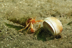 Lophopagurus nanus