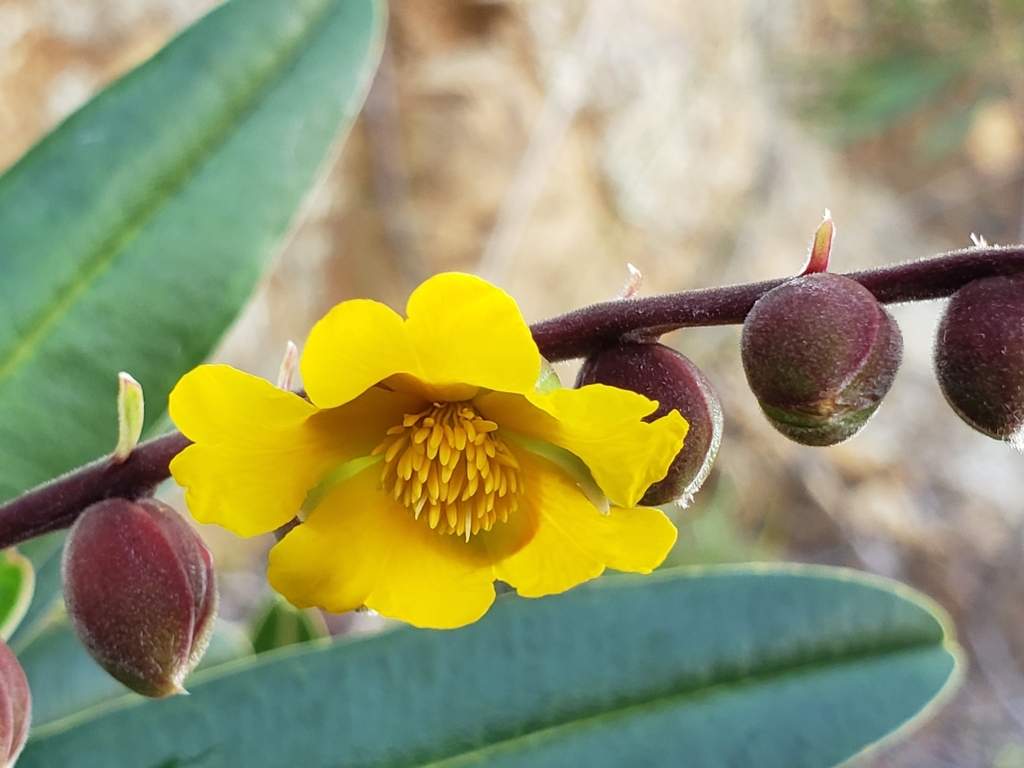 Hibbertia trachyphylla