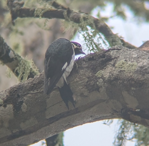 Acorn Woodpecker (Melanerpes formicivorus), photo 4