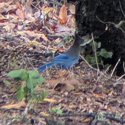 Steller's Jay (Cyanocitta stelleri), photo 4