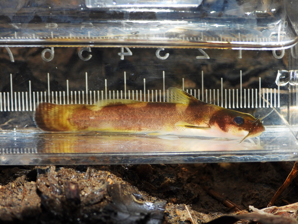 Elegant Madtom