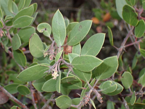 sand mesa manzanita (Arctostaphylos rudis)