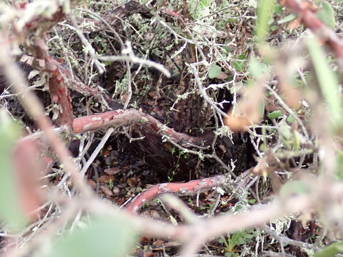 Arctostaphylos rudis, photograph 2