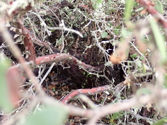 (c) harrier, some rights reserved (CC BY) Arctostaphylos rudis, photograph (c) harrier, some rights reserved (CC BY)
