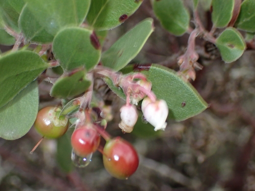 Arctostaphylos rudis, photograph 3
