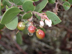 Arctostaphylos rudis