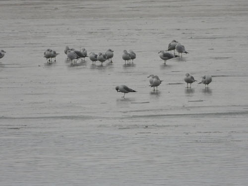Ring-billed Gull (Larus delawarensis), photo 4