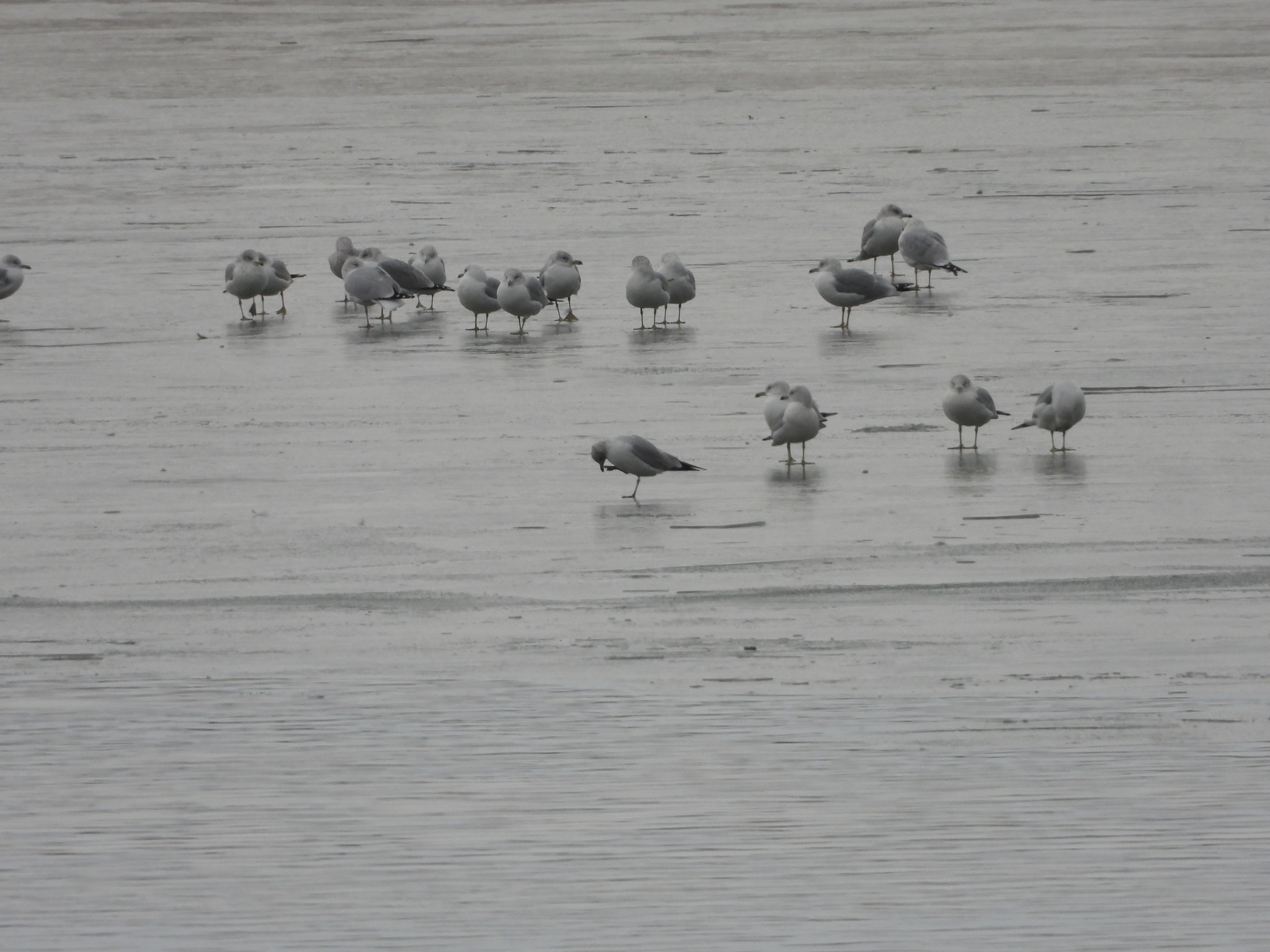 Ring-billed Gull (Larus delawarensis), photo 4