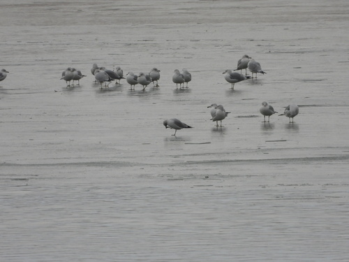 Ring-billed Gull (Larus delawarensis), photo 3
