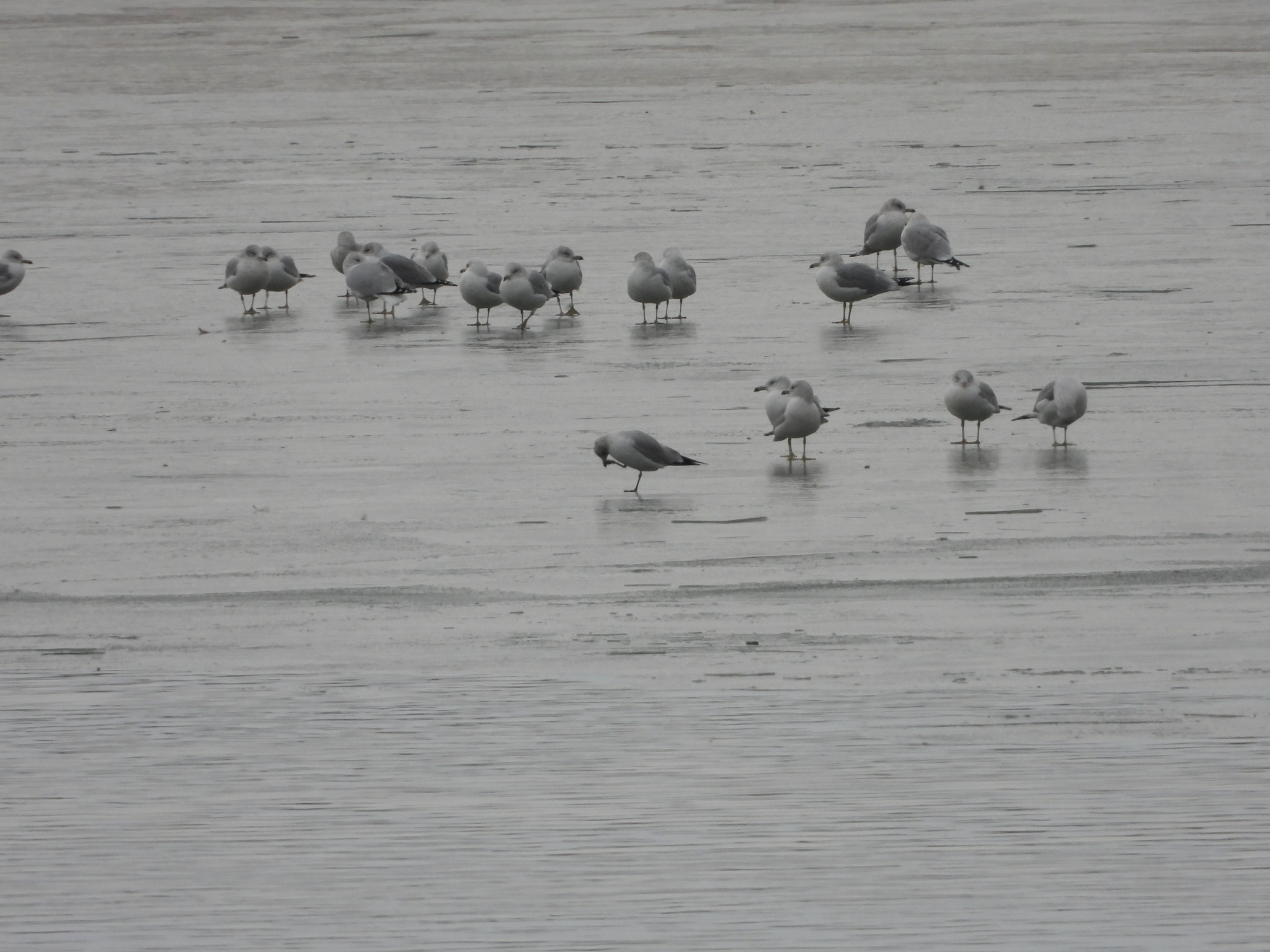 Ring-billed Gull (Larus delawarensis), photo 3
