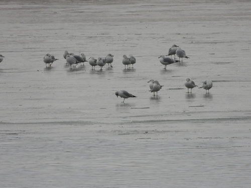 Ring-billed Gull (Larus delawarensis), photo 6