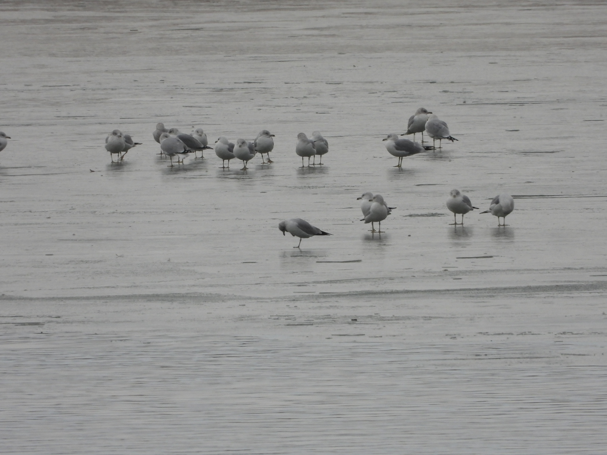 Ring-billed Gull (Larus delawarensis), photo 5