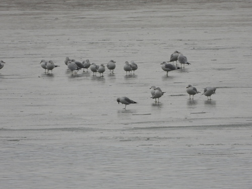 Ring-billed Gull (Larus delawarensis), photo 8