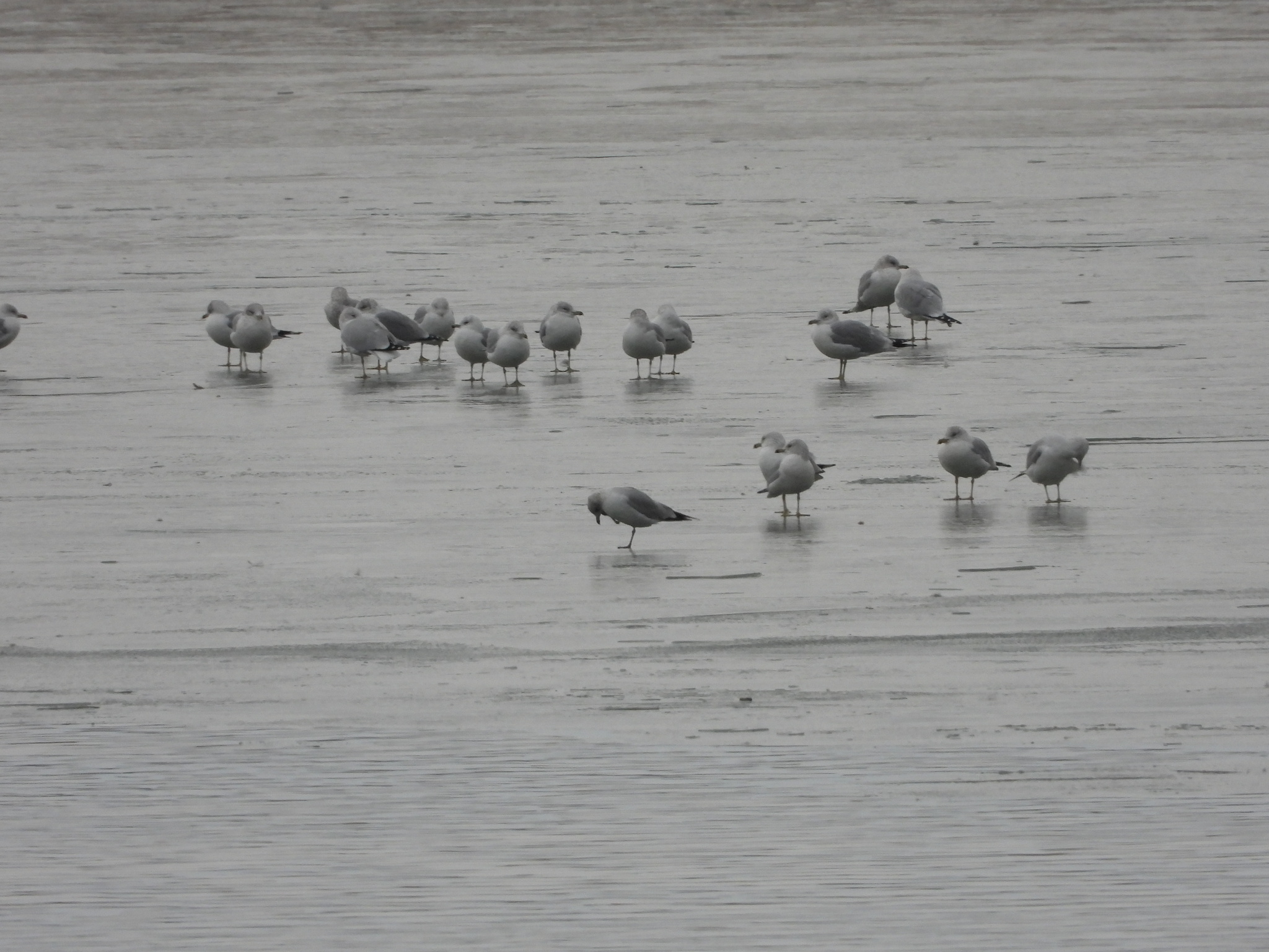 Ring-billed Gull (Larus delawarensis), photo 7