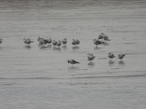 Ring-billed Gull (Larus delawarensis), photo 7