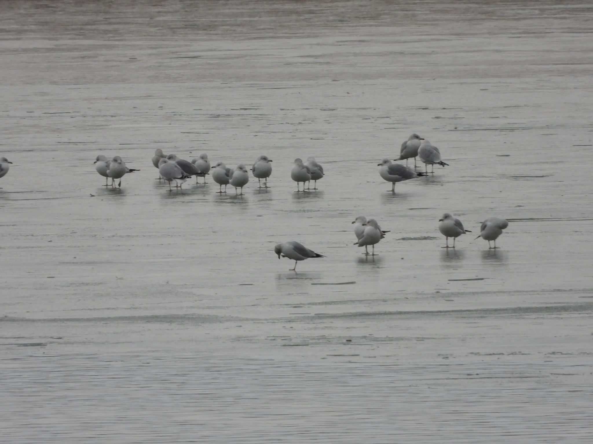 Ring-billed Gull (Larus delawarensis), photo 6
