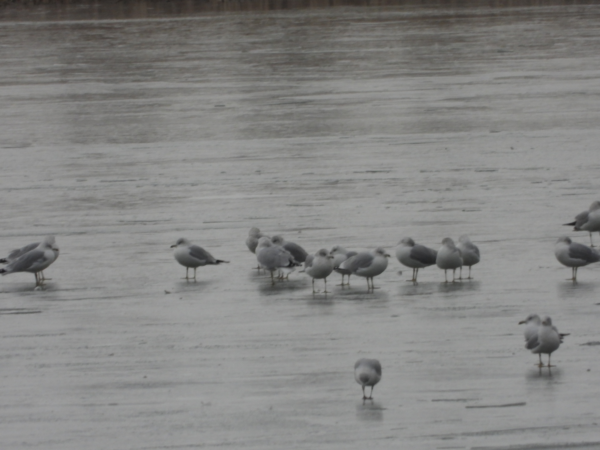 Ring-billed Gull (Larus delawarensis), photo 10
