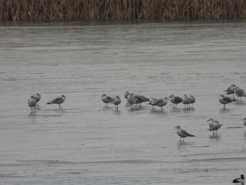 Ring-billed Gull (Larus delawarensis), photo 10