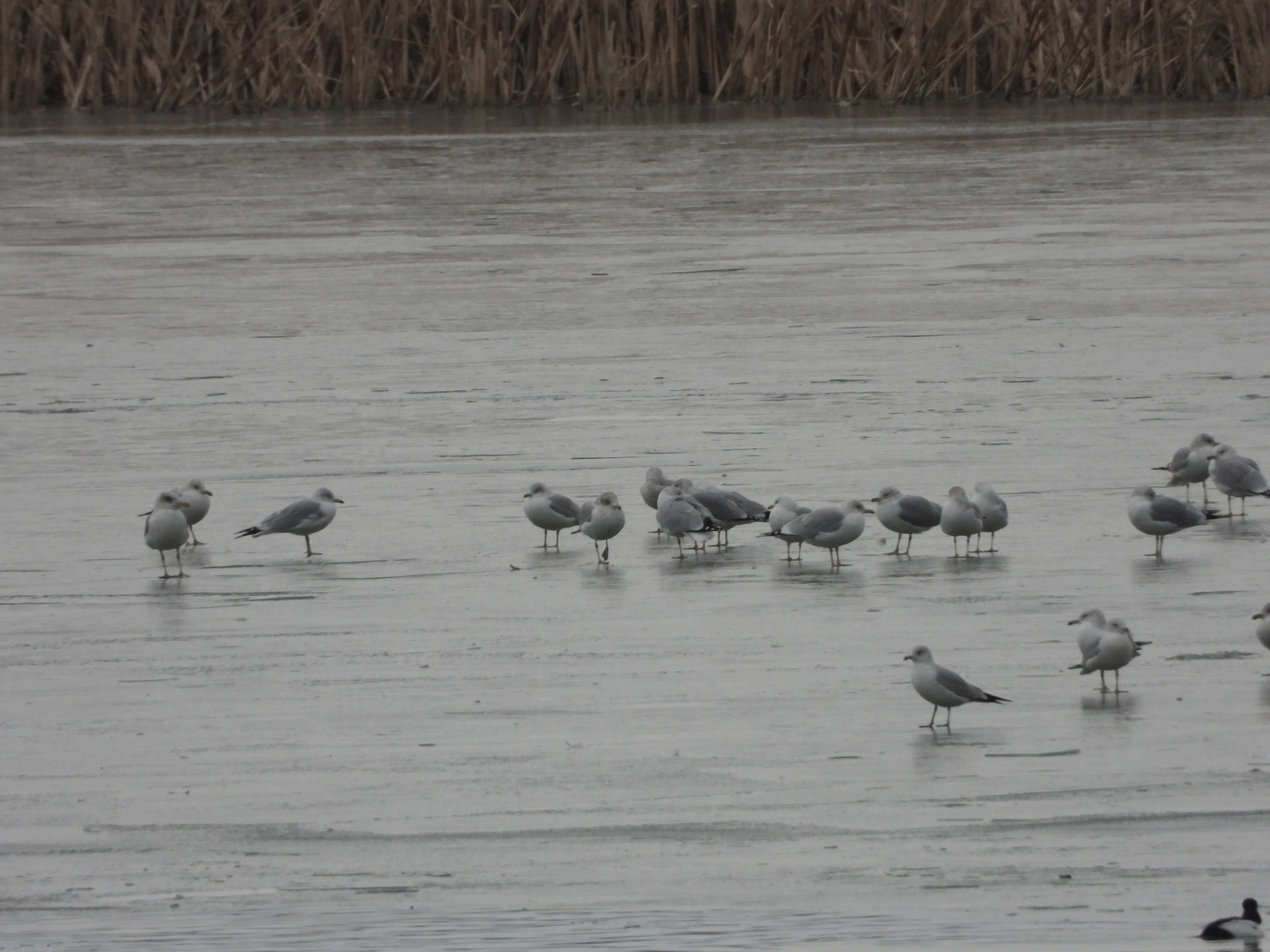 Ring-billed Gull (Larus delawarensis), photo 9