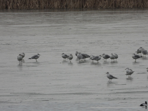 Ring-billed Gull (Larus delawarensis), photo 9