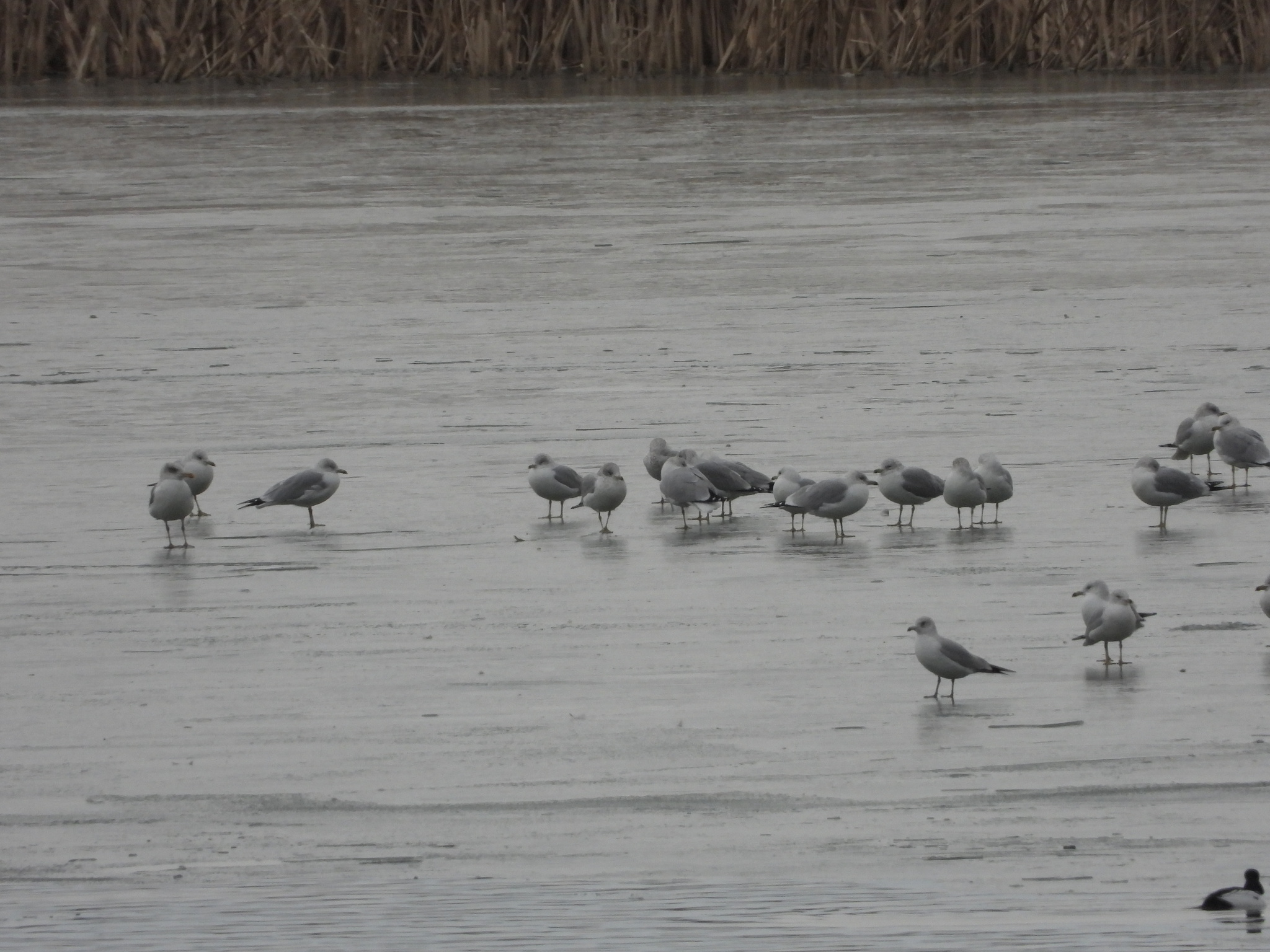 Ring-billed Gull (Larus delawarensis), photo 8