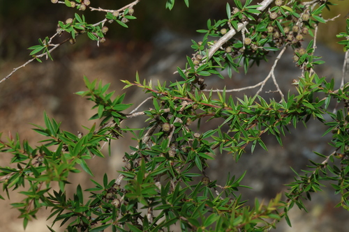 small-fruited may (Gaudium microcarpum)
