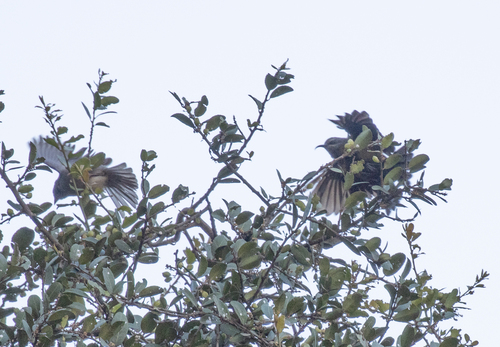 Tacazze Sunbird (Nectarinia tacazze), photo 2