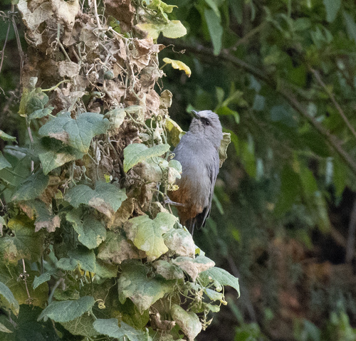 Abyssinian Catbird (Sylvia galinieri), photo 8